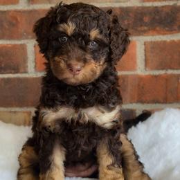 Flower - Tri-color female Australian Labradoodle puppy in Connersville, Indiana from Dessie's Doodles