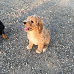 Willie Nelson - male Australian Mountain Doodle puppy in Melba, Idaho from Sleepy Hollow Mountain Doodles