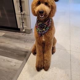Bubbles - Goldendoodle