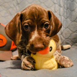 German Shorthaired Pointer Puppies from Jenny Ridge Kennels