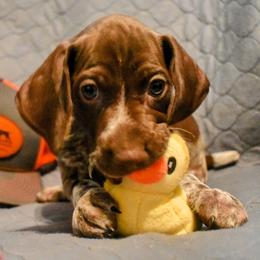 German Shorthaired Pointer Puppies from Jenny Ridge Kennels