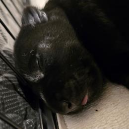 Male6 - Black male Scottish Terrier puppy in Conroe, Texas from Scotch McLaren Terriers