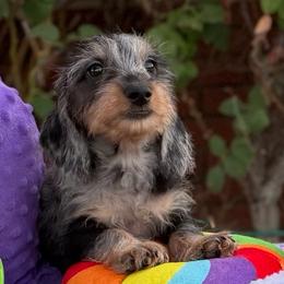 Dapple boy - Dapple male Dachshund puppy in Lancaster, California from Avignon