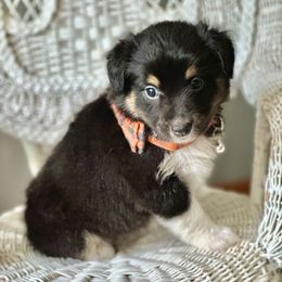 Miniature Australian Shepherd Puppies from JW Ranch