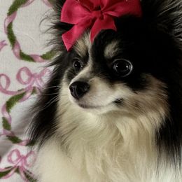 Pomeranians and Pomskies from Capital Pomsky