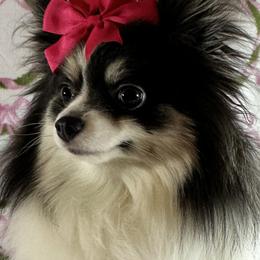 Pomeranians and Pomskies from Capital Pomsky