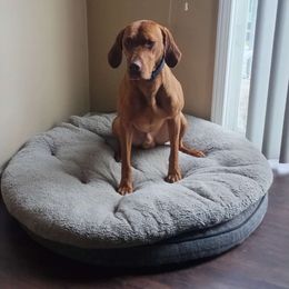 Laszlo - Vizsla