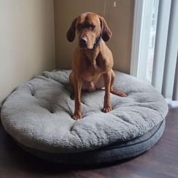 Laszlo - Vizsla