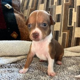 Tink - Red white and sable female Rat Terrier puppy in Red Bluff, California from Sugar Baby Bostons