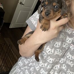 Boy 1 - Dachshund puppy in Texas from Morgan’s Dapper Dachshunds