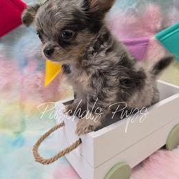 High Roller - Blue merle male Chihuahua puppy in Bowdon, Georgia from Paschal's Pups