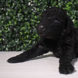 Rose - Black female Curly-Coated Retriever puppy in Venice, Florida from Seaside kennels