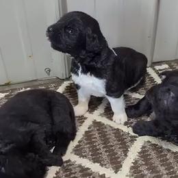 Male 1 - Black male Newfoundland puppy in Burfordville, Missouri from Umfleet Farms