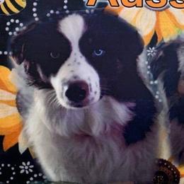 Australian Shepherds from Sunshine Aussies