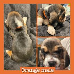 Orange Collar male - Black and white male Basset Hound puppy in Temple, Texas from Southern Rose Bassets