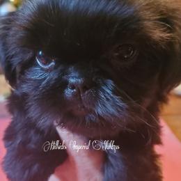 Shih Tzu Puppies from Hillsides Imperial Shih-Tzu