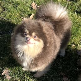 Ember - Pomeranian