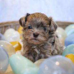Tavi - Merle male Shihpoo puppy in Nickelsville, Virginia from The Teddybear Shihpoo