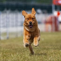 Golden Retrievers from Rock Canyon Goldens