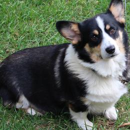 Pembroke Welsh Corgi puppies from Mahanaim