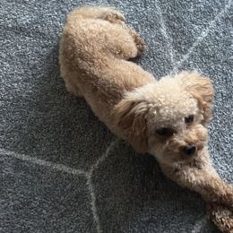 Sateen - Goldendoodle