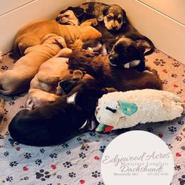 Dachshund Puppies from Edgewood Acres Miniature Longhair Dachshunds