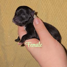 Black F - Black female Pomeranian puppy in Albany, Oregon from Purrs N Poms
