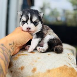 July - Black and white female Pomsky puppy in Yavapai County, Arizona from Pawsh Pomskies