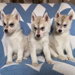 Siberian Husky puppies from Gallipoli Pine Siberians