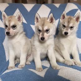 Siberian Husky puppies from Gallipoli Pine Siberians