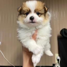 Simba - Orange parti male Pomeranian puppy in Nashville, Arkansas from Cuddles n Curls
