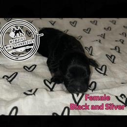 Pink - Black and silver female Miniature Schnauzer puppy in Conroe, Texas from Wowzers Mini Schnauzers