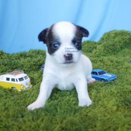 Bentley - Black and tan male Chihuahua puppy in Bois D Arc, Missouri from Carsten's Chihuahuas