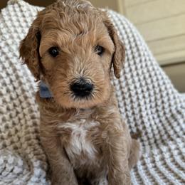 Onyx - Cream male Goldendoodle puppy in Gilbert, Arizona from DogHouse Doodles