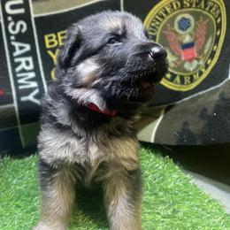 Boy 3 Red collar - Black and tan male German Shepherd puppy in Joshua, Texas from American Viking GSD Ranch