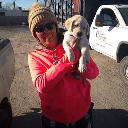 Labrador Retriever Puppies from Smith River Retrievers