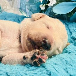 Golden Retriever Puppies from English Cream Goldens in Georgia