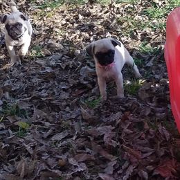 Pug Puppies from My princess pugs