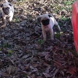 Pug Puppies from My princess pugs