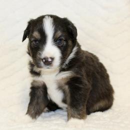 Mr Green - male Toy Australian Shepherd puppy in Lowgap, North Carolina from Ramblin’ Rose Mini's