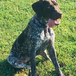 German Shorthaired Pointers from Megan's German Shorthaired Pointers