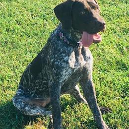 German Shorthaired Pointers from Megan's German Shorthaired Pointers