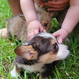 Pembroke Welsh Corgi puppies from Shaleigh's Pembroke Welsh Corgis