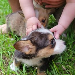 Pembroke Welsh Corgi puppies from Shaleigh's Pembroke Welsh Corgis
