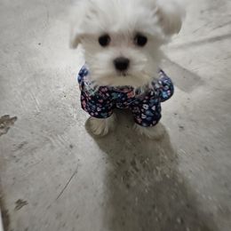 Maltese Puppies from Emotional Amor Support