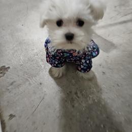 Maltese Puppies from Emotional Amor Support