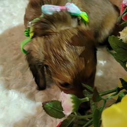 Dachshund Puppies from CLARK'S BREEDING PROGRAM