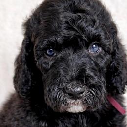 Girl 4 - Silver female Poodle puppy in Stuart, Florida from AKC/Excellent + Good OFA Sweet Delightful Poodles