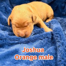 Orange - Dark golden male Golden Retriever puppy in Salt Lake City, Utah from Soaring golden retrievers