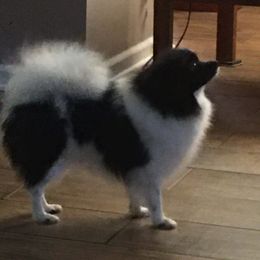 Leaper - Pomeranian